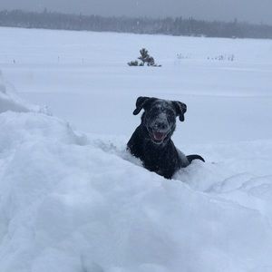 Meet your Posher, Trista